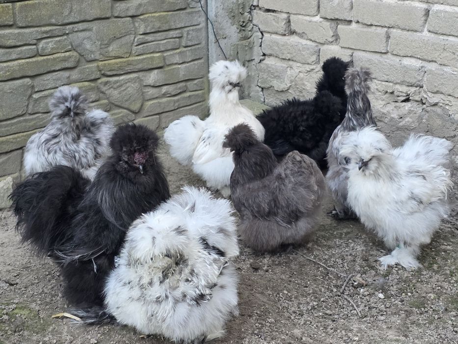 Jajka jaja lęgowe silek silka