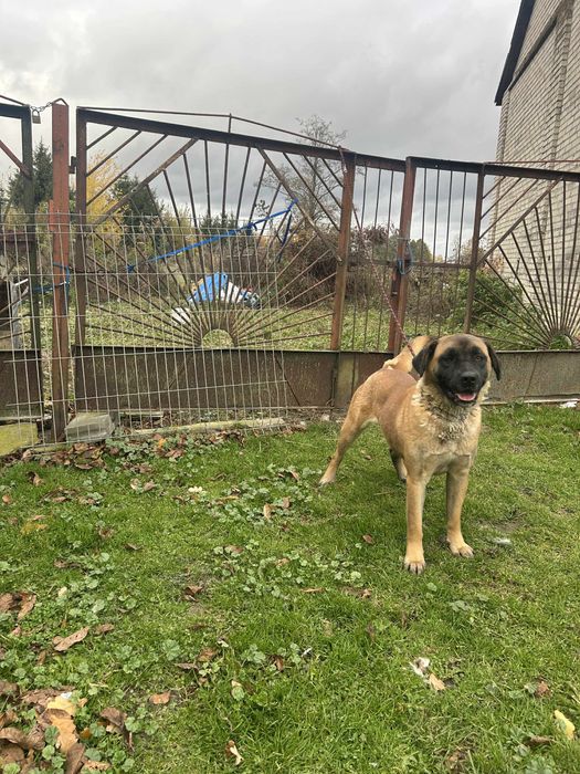 Oddam suczke w dobre ręce