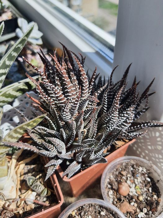 Хавортия пестролистая