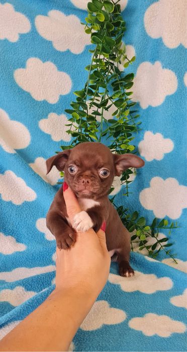 Estupendo mini mini Chocolatinho Chihuahua/Chiuaua de Qualidade