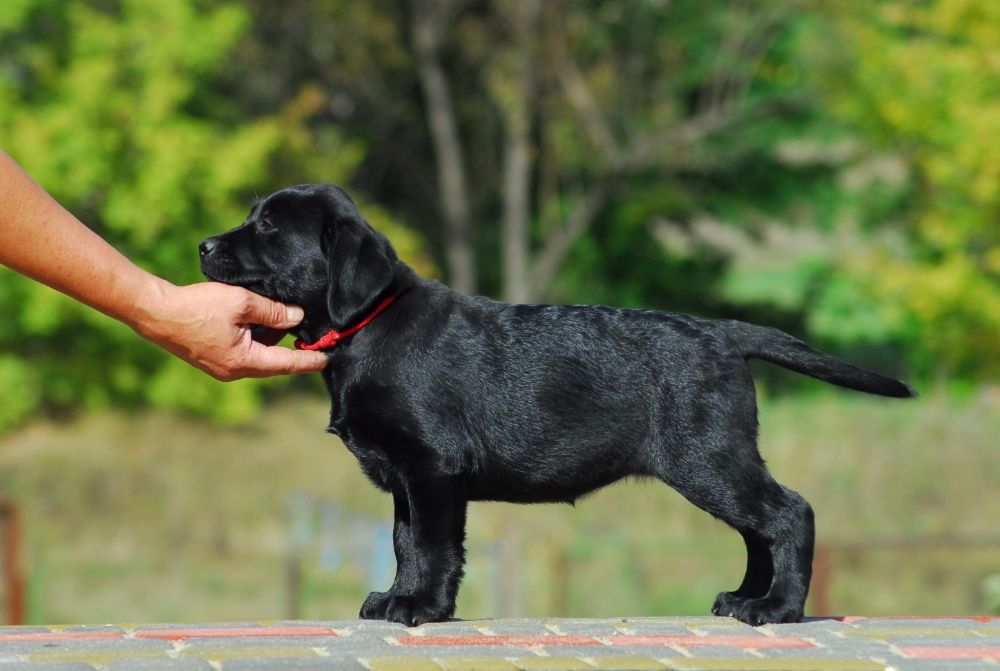Великолепные щенки лабрадора.