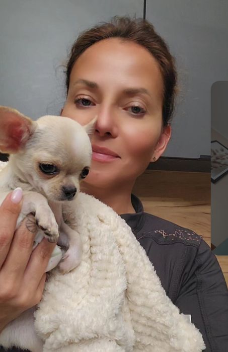 Chihuahua kremowa Najpiękniejsza