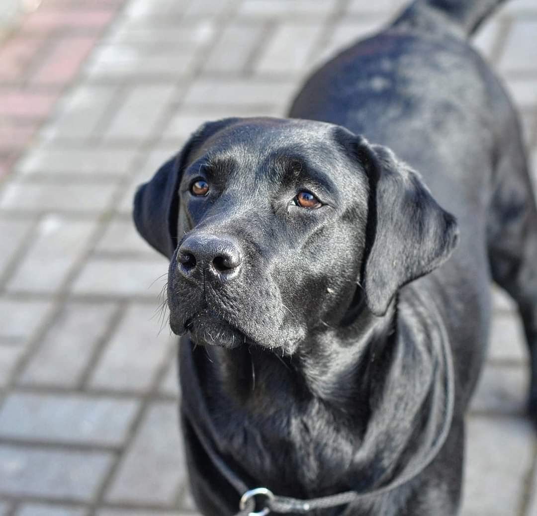 Czarny szczeniak Labrador Retriever