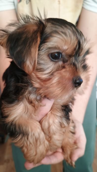 Yorkshire terrier piesek Rodowód Chip