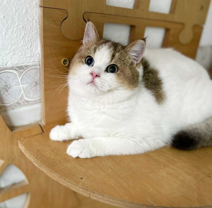 Macho Scottish Straingt Bicolor com olhos diferentes