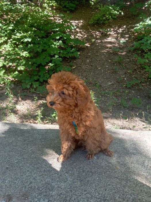 Пуделек малыш...