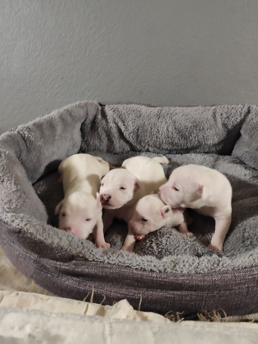 Белоснежные щенки американского питбультерьера