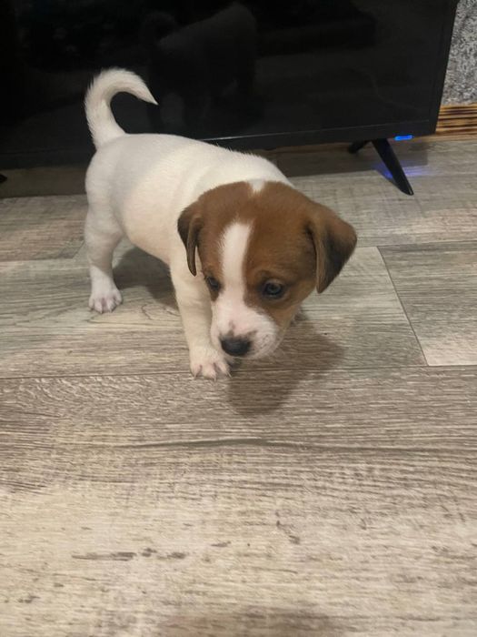 Продам Джек Рассел