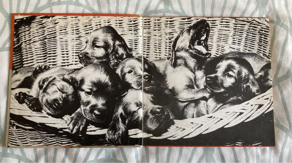 Livro O Cão (Vintage, anos 70)