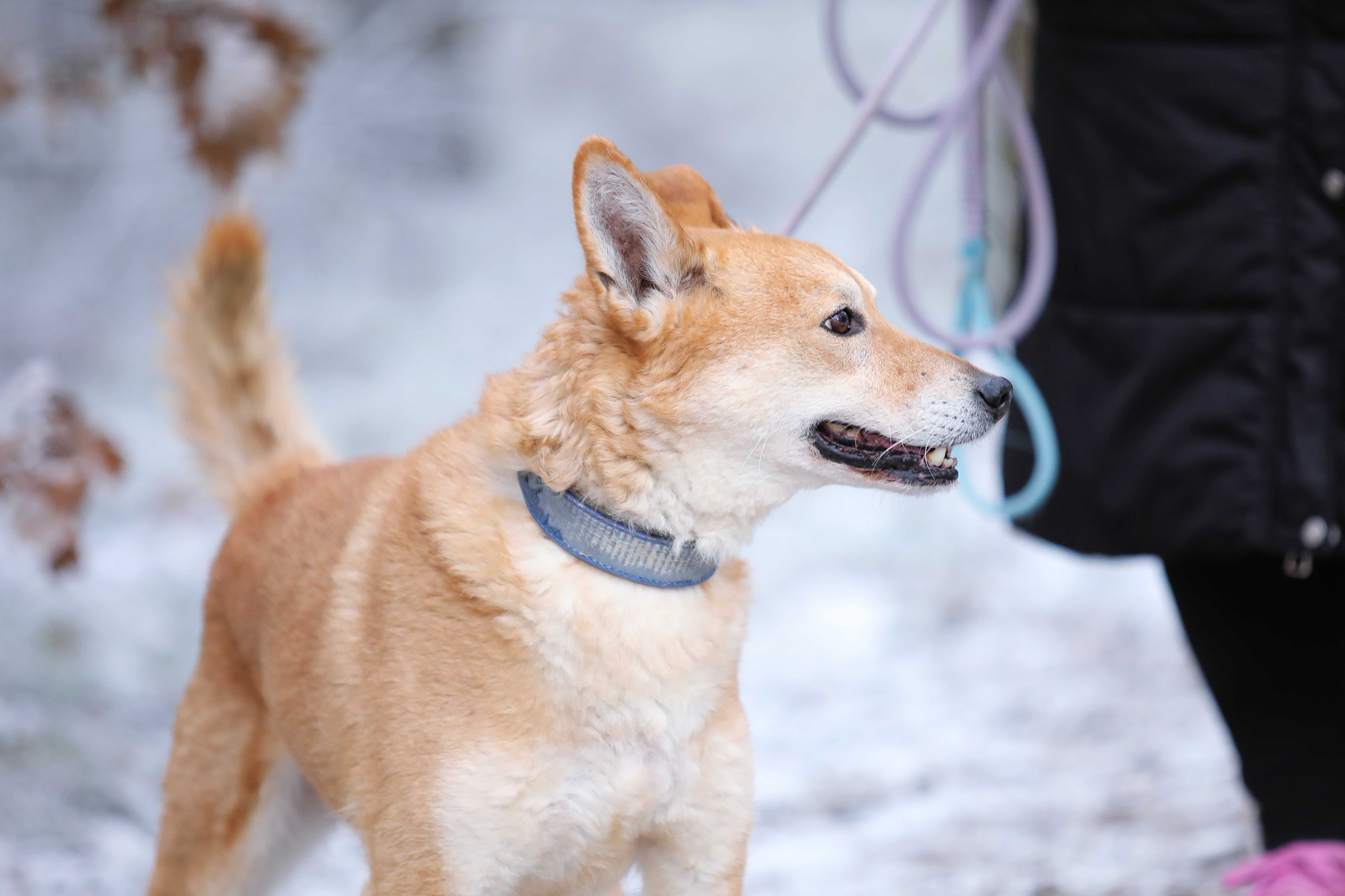 Adoptuj cudownego Hugo !
