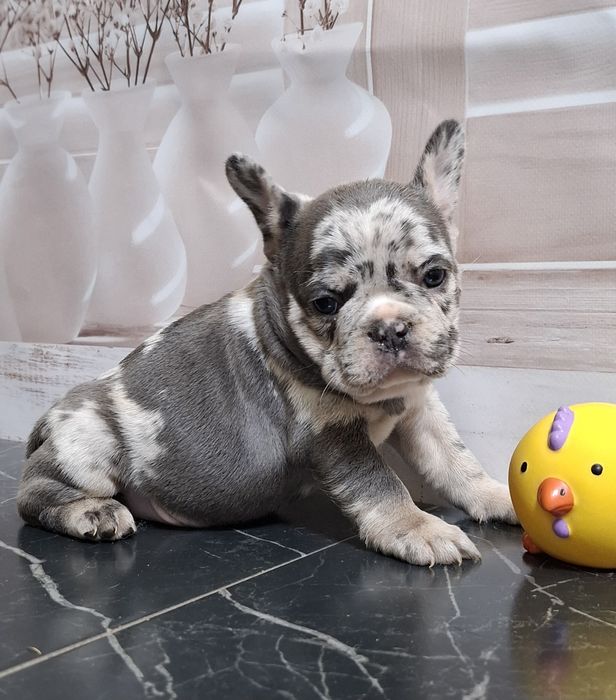 Французький булЬдог.