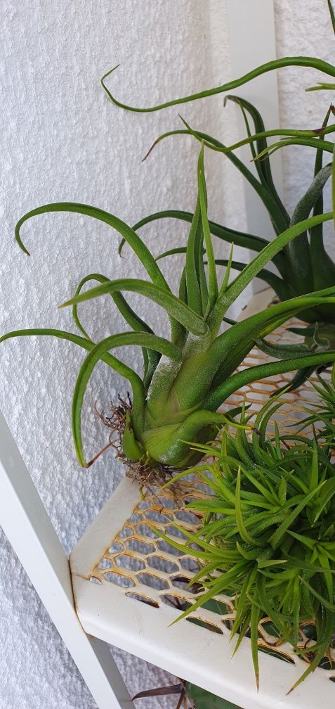 Plantas Aéreas várias.
