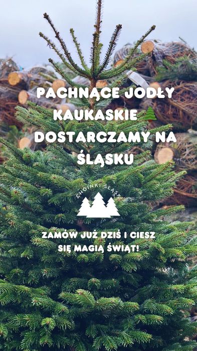 Żywe Choinki z dostawą na Śląsku - Jodła Kaukaska cięta i w donicy