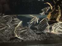 Corydoras super schwartzi