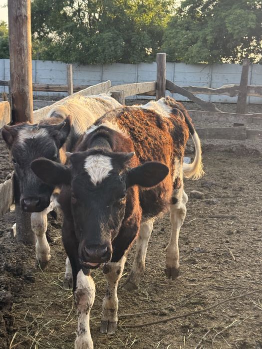 Продам бички домашні