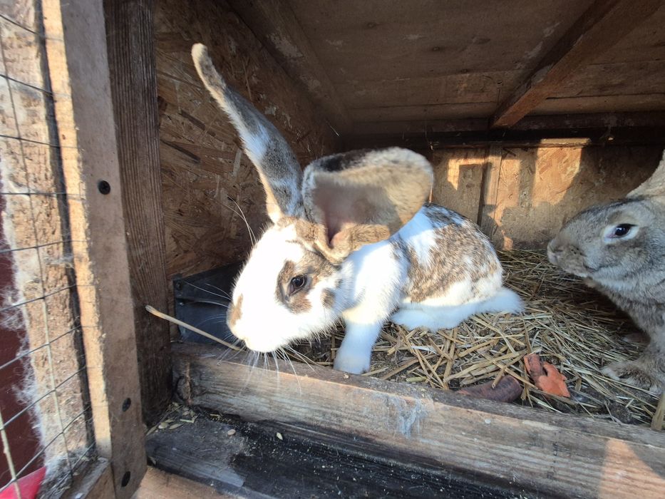 Sprzedam piekne samiczki srokacza