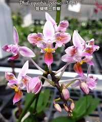 Орхідеї без квітів 2.5 сорт Equestris peloric. Пересилка по Україні
