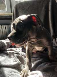 Amstaff blue piesek gotowy do odbioru