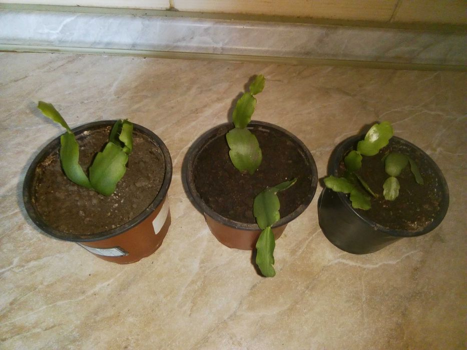 Рождественник Шлюмбергер Рздвяник Декабрист