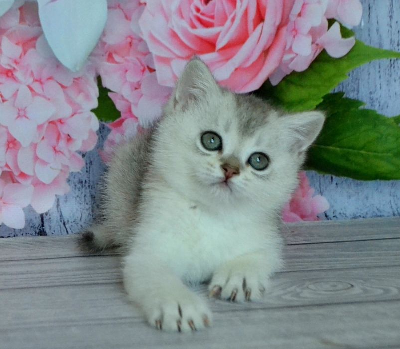 Серебристые шиншиллы красивенные котята