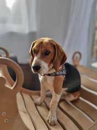 Beagle 2 lata rasowy pies