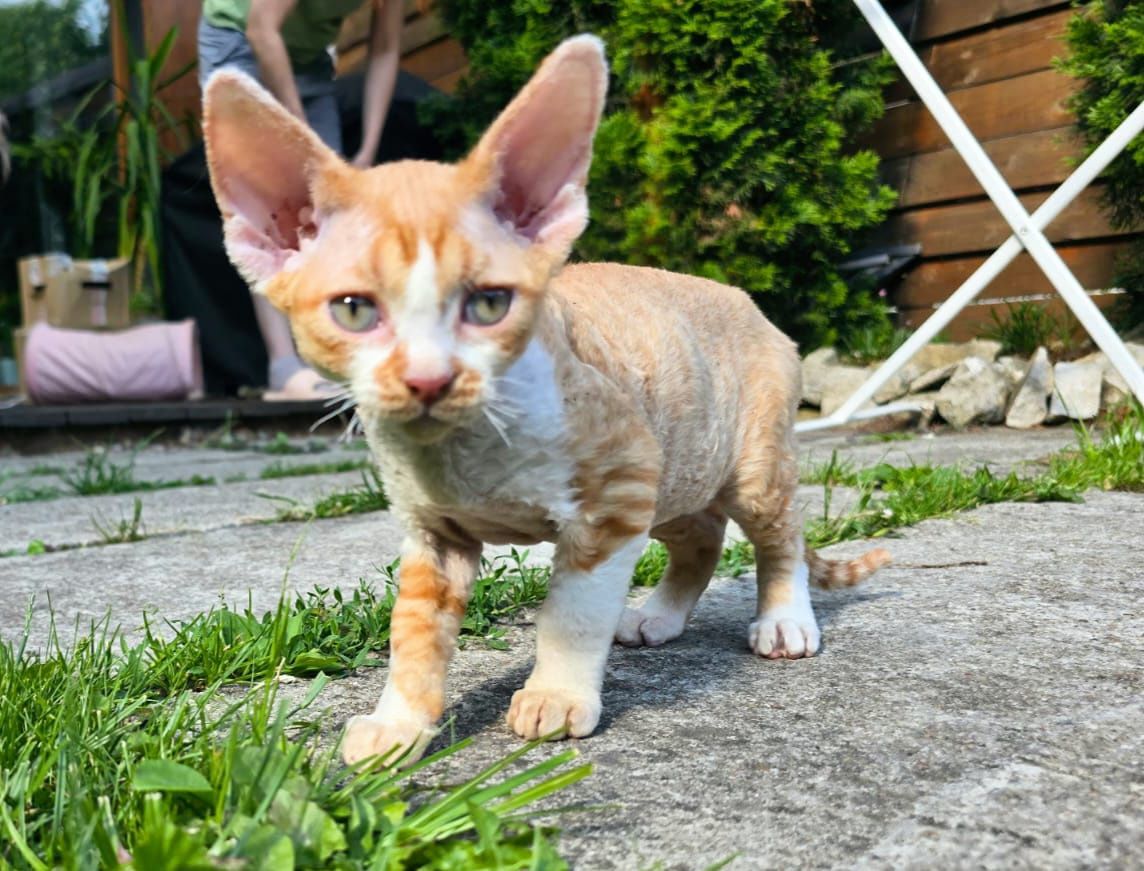 Devon rex FPL Kocurek rudy
