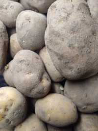 Ziemniaki jadalne vineta 1.50 /kg