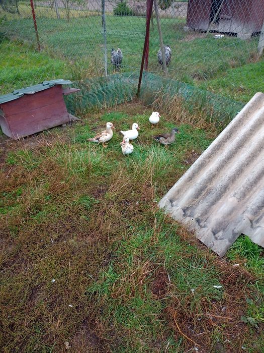 Kaczki ozdobne i gęsi