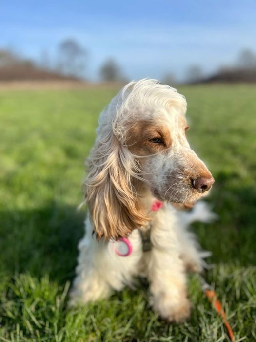 Suczka Cocker Spaniel Angielski do rezerwacji