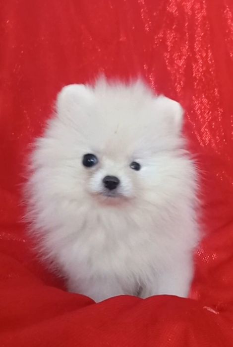 Девочка померанского шпица