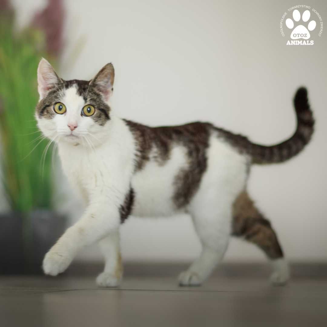 Przekochany kocurek Jędruś do adopcji!