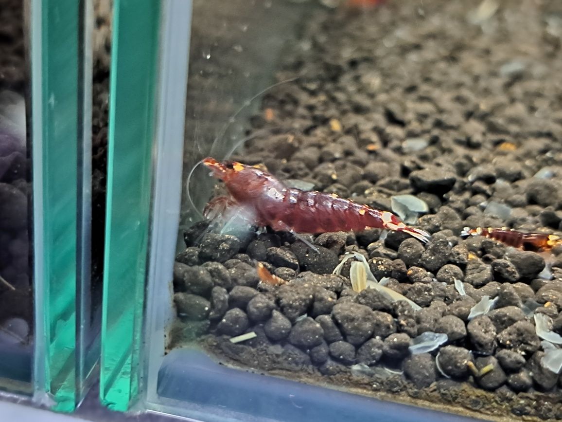 Krewetki caridina poselekcyjne różne odmiany