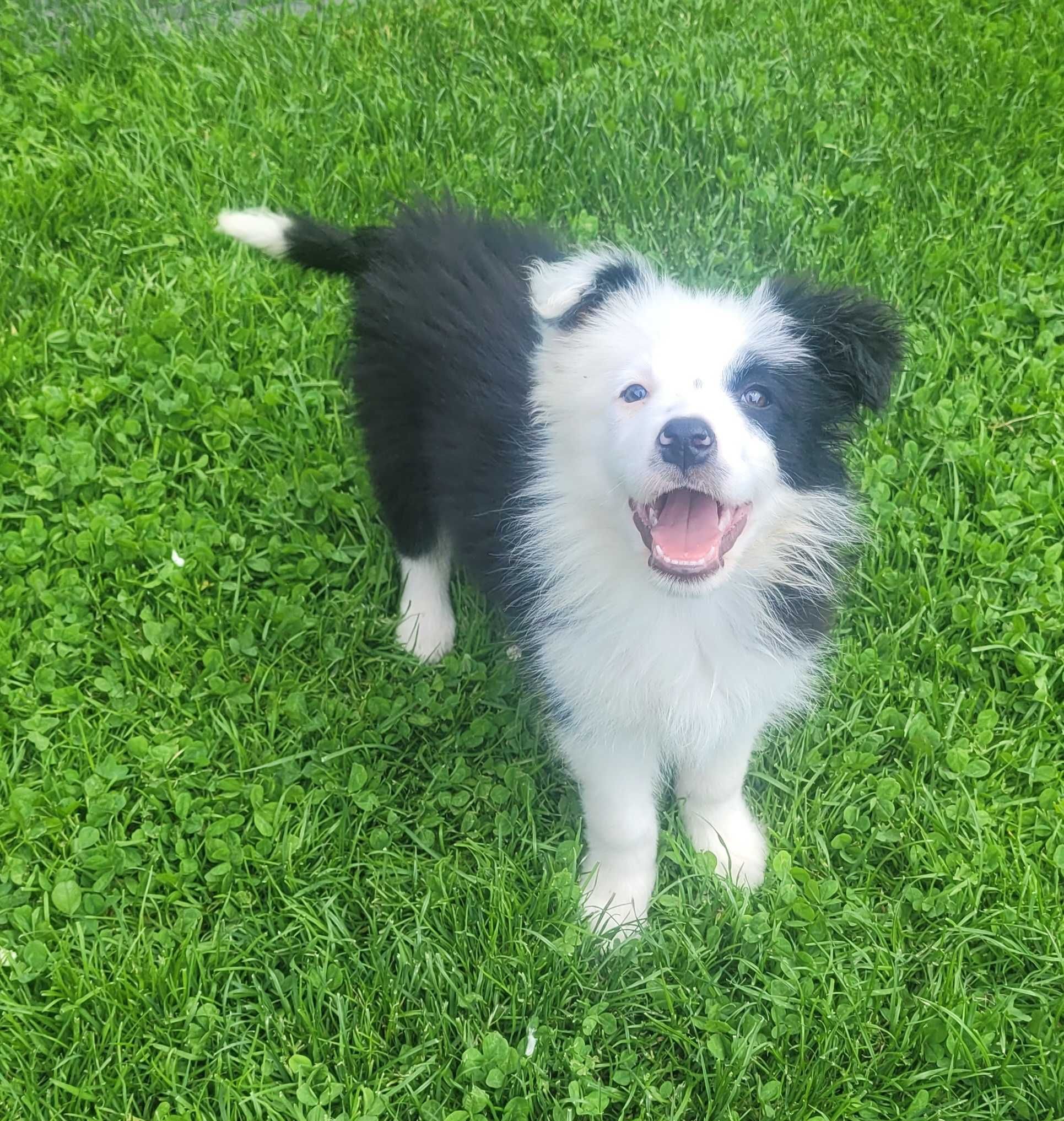 Border collie z metryka Fci. OKAZJA!