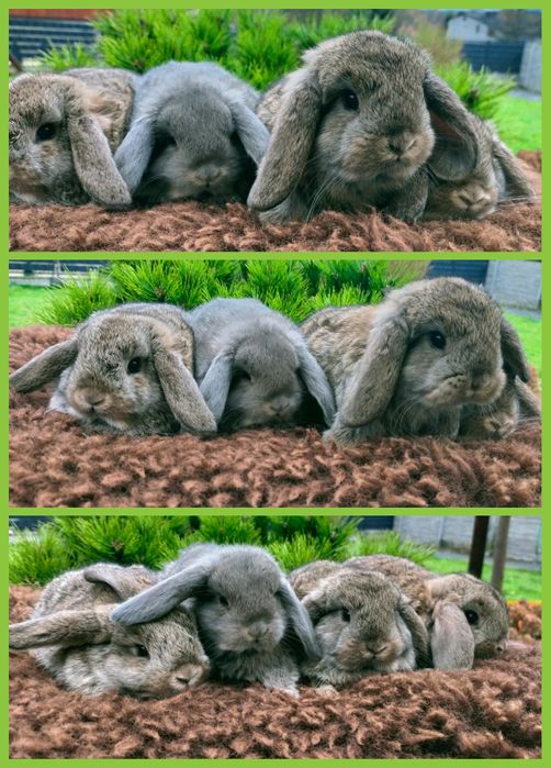 Króliki mini lop rumiankowe młode