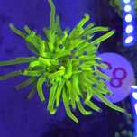 Euphyllia Glabrescens Holy Grail WYSIWYG (#83)