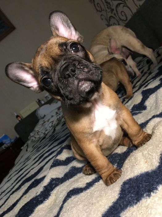 Французский бульдог