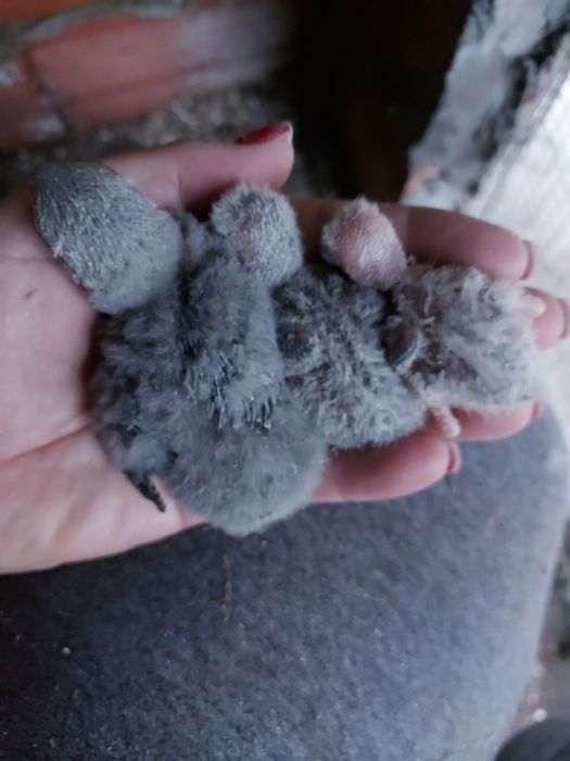 Agaponis rosicoli para domesticar.