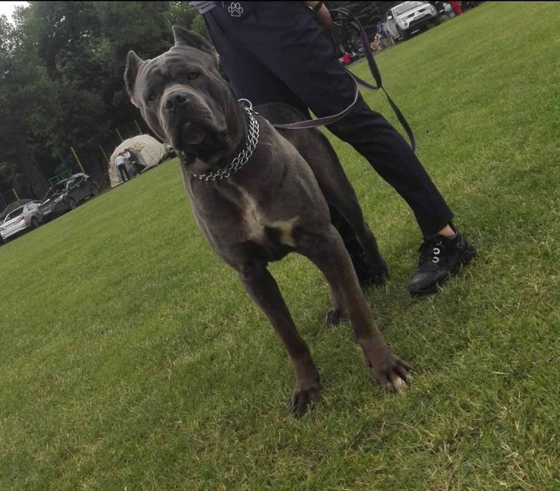 Кане корсо  в'язка