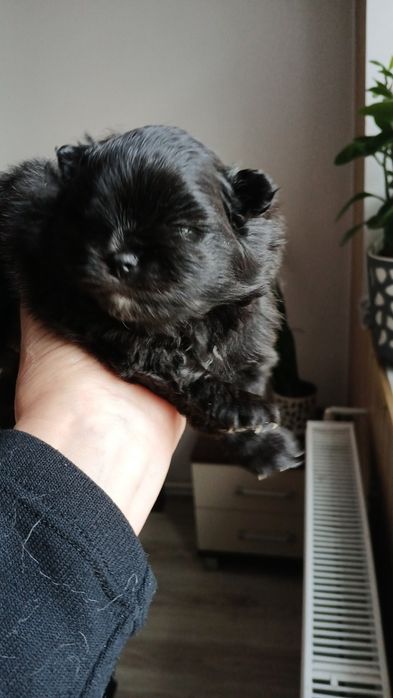 Śliczna czarna suczka z białymi znaczeniami!