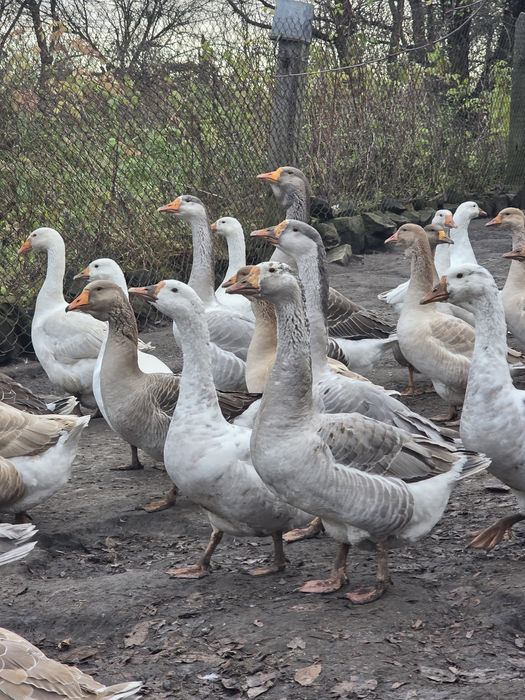 Sprzedam Gęsi gęsina