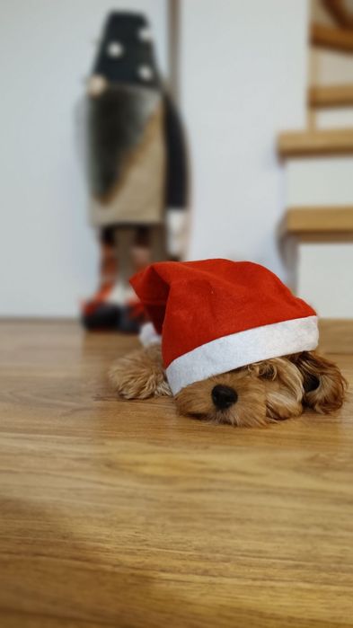 Cavapoo piesek cavalier pudel
