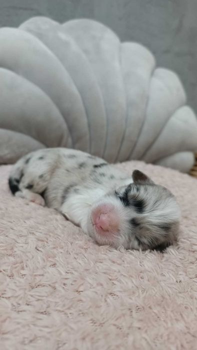 Owczarek Australijski - PIĘKNA SUNIA – Blue Merle- długi ogonek.