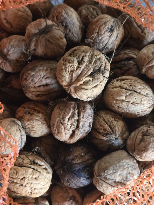 Sprzedam orzechy włoskie