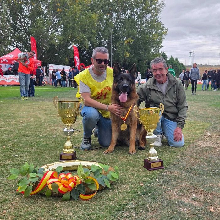 Szczeniak owczarek niemiecki Wacron de Auringis