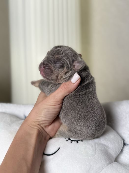 Buldog francuski lilac tan piesek