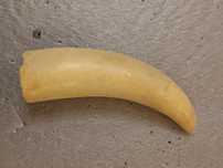 Dente cachalote .