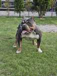 American bully pocket pies dorosły