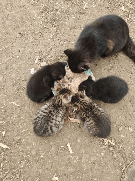 Шотландські кошенята