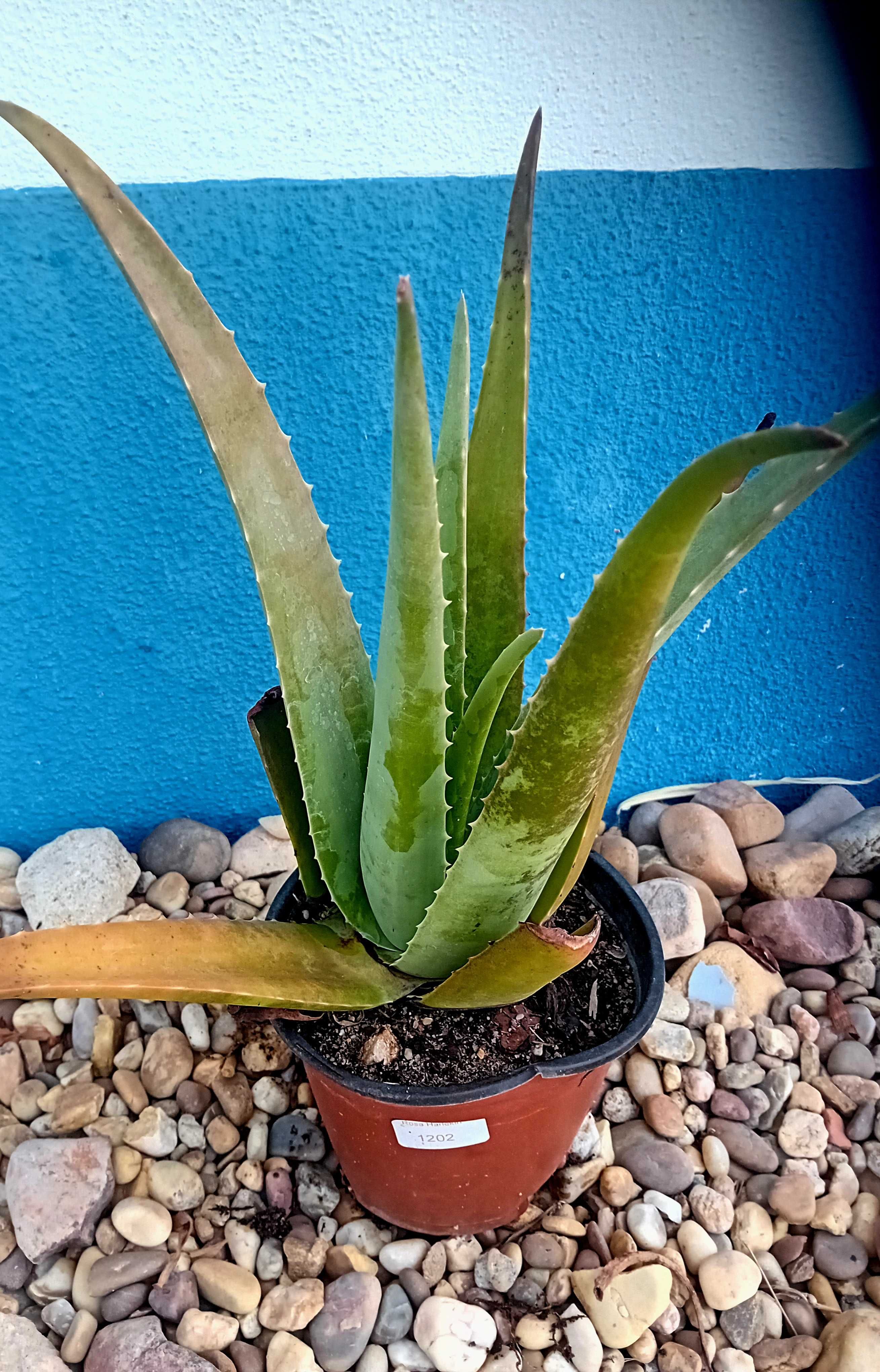Aloe Vera Barbadensis