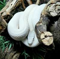 Wąż smugowy leucystyczy - biały. Pantherophis obsoletus leucistic